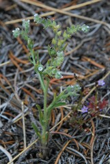 Cryptantha echinella