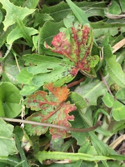 Synchytrium australe