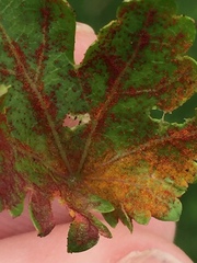 Synchytrium australe