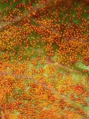 Synchytrium australe