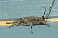 Acanthocinus aedilis