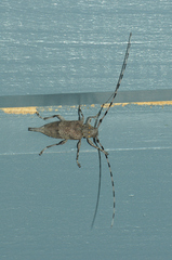 Acanthocinus aedilis