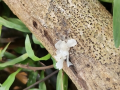 Tremella fuciformis