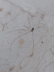 Pholcidae