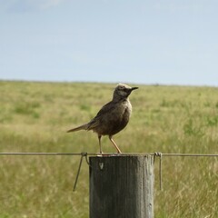 Cincloramphus cruralis