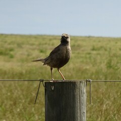 Cincloramphus cruralis