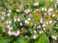 Papilio machaon aliaska