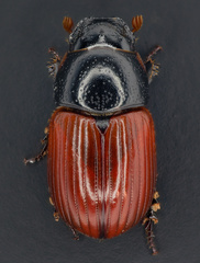 Aphodius fimetarius