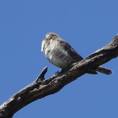 Chrysococcyx basalis