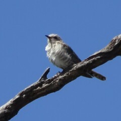 Chrysococcyx basalis