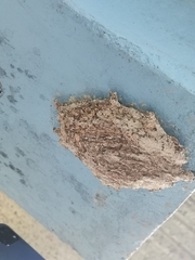 Metapolybia