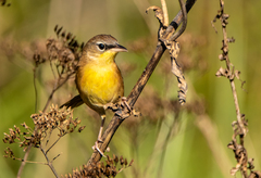 Geothlypis poliocephala