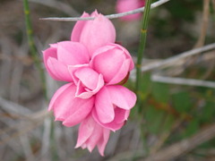 Boronia serrulata