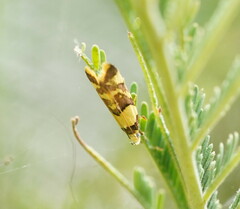 Callithauma callianthes