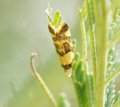 Callithauma callianthes