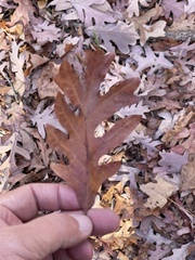 Quercus alba