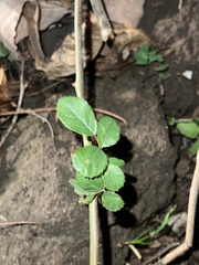 Rosa multiflora