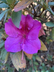 Rhododendron indicum