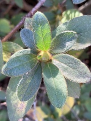 Rhododendron indicum