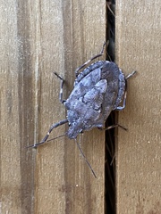 Brochymena
