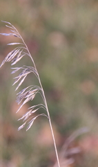 Bromus inermis