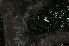 Celtis caudata