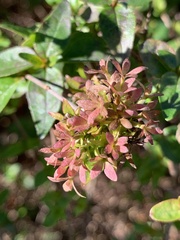 Abelia