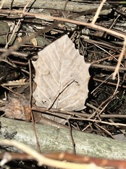 Populus grandidentata