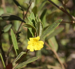 Hibbertia melhanioides