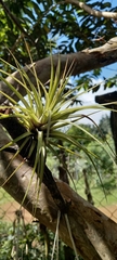 Tillandsia gardneri