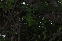 Celtis caudata