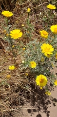 Glebionis coronaria