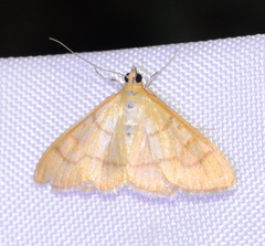 Pyraustini