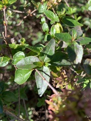Abelia