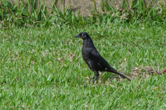 Molothrus oryzivorus