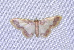 Idaea basinta