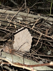 Populus grandidentata