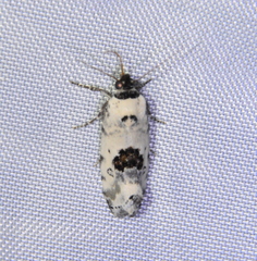 Ponometia tripartita