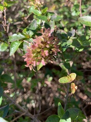 Abelia