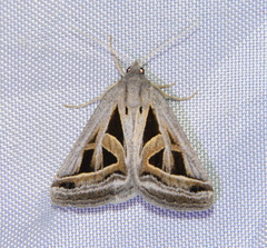 Callistege diagonalis