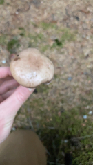 Gomphidius glutinosus