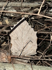 Populus grandidentata