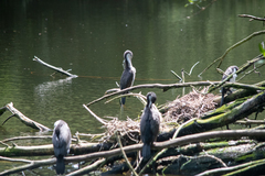 Phalacrocorax varius varius