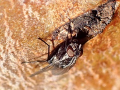 Muscidae
