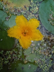 Nymphoides fallax