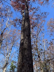 Quercus alba