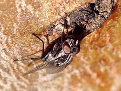 Muscidae