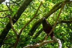 Nestor meridionalis septentrionalis