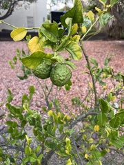 Citrus hystrix