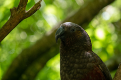 Nestor meridionalis septentrionalis